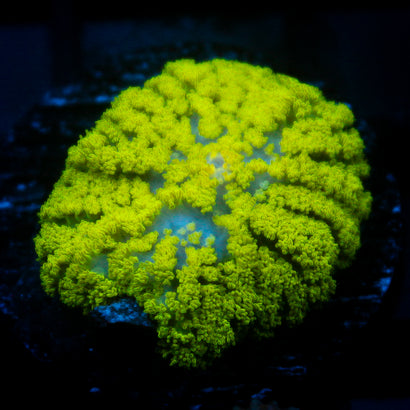 JC Neon Green Rhodactis