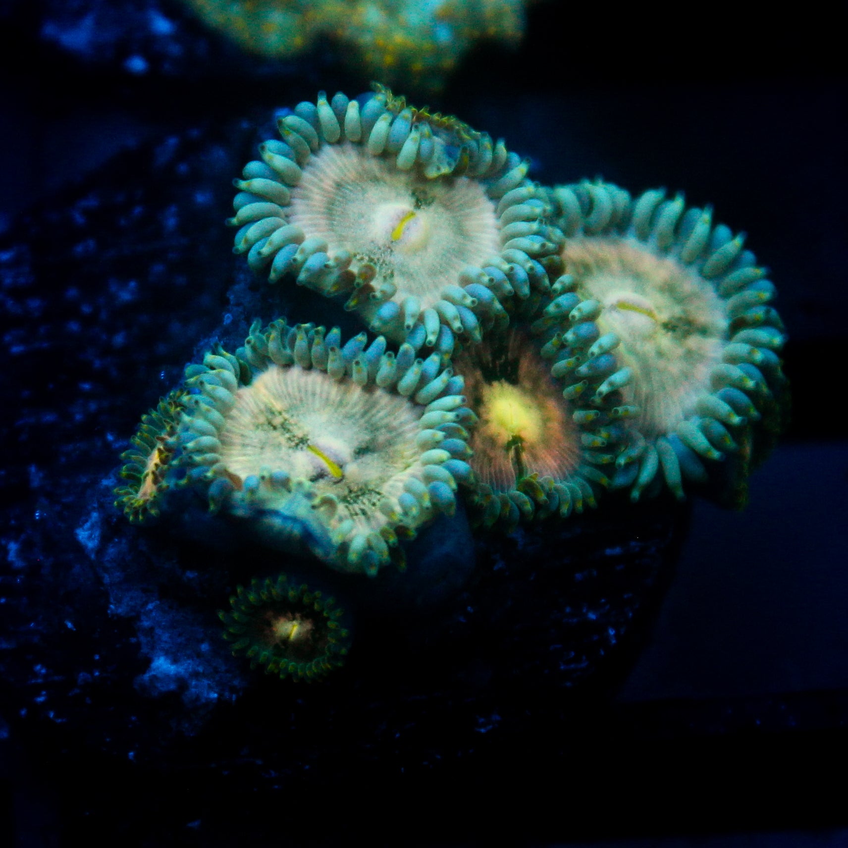 JC Hawaiian Ding Dang Zoanthid
