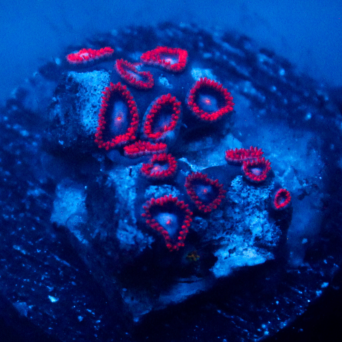 JC Edge of Reality Zoanthid