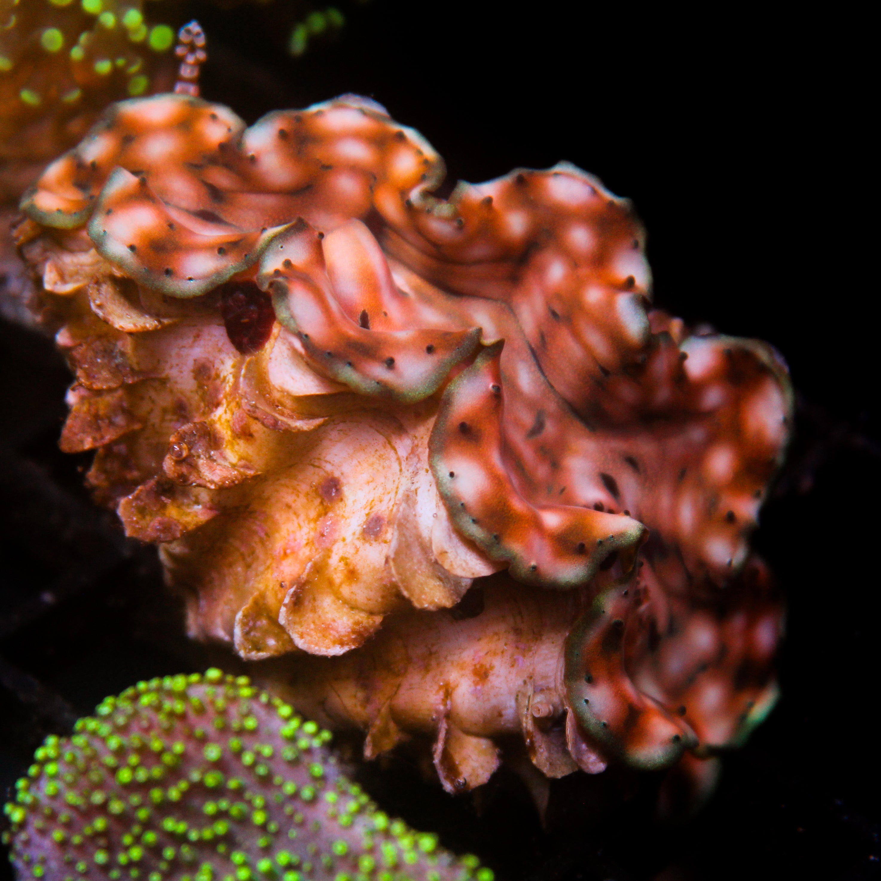 JC Biota Aquacultured Squamosa