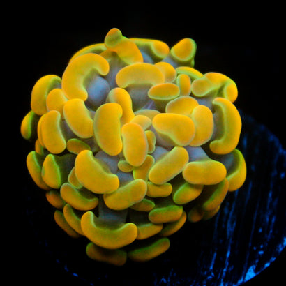 JC Rainbow Gold Hammer
