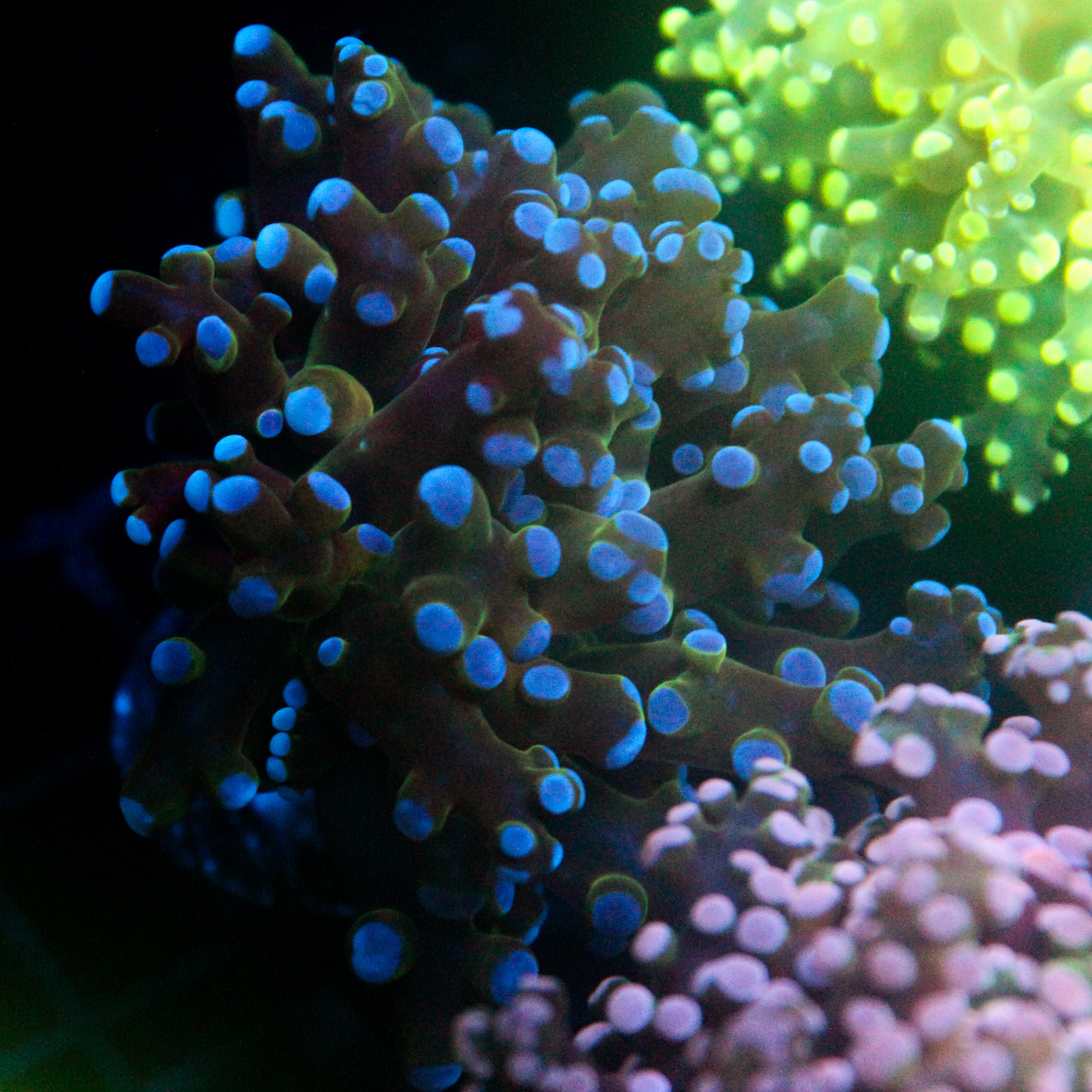 JC Hulk Buster Frogspawn