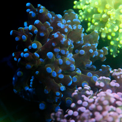 JC Hulk Buster Frogspawn