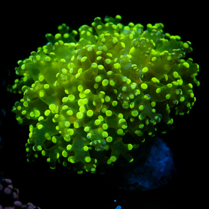 JC Splatter Frogspawn