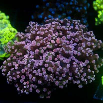 JC Pink Tip Frogspawn