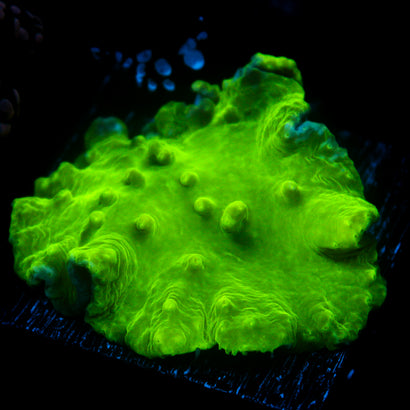 JC Neon Green Cabbage Coral