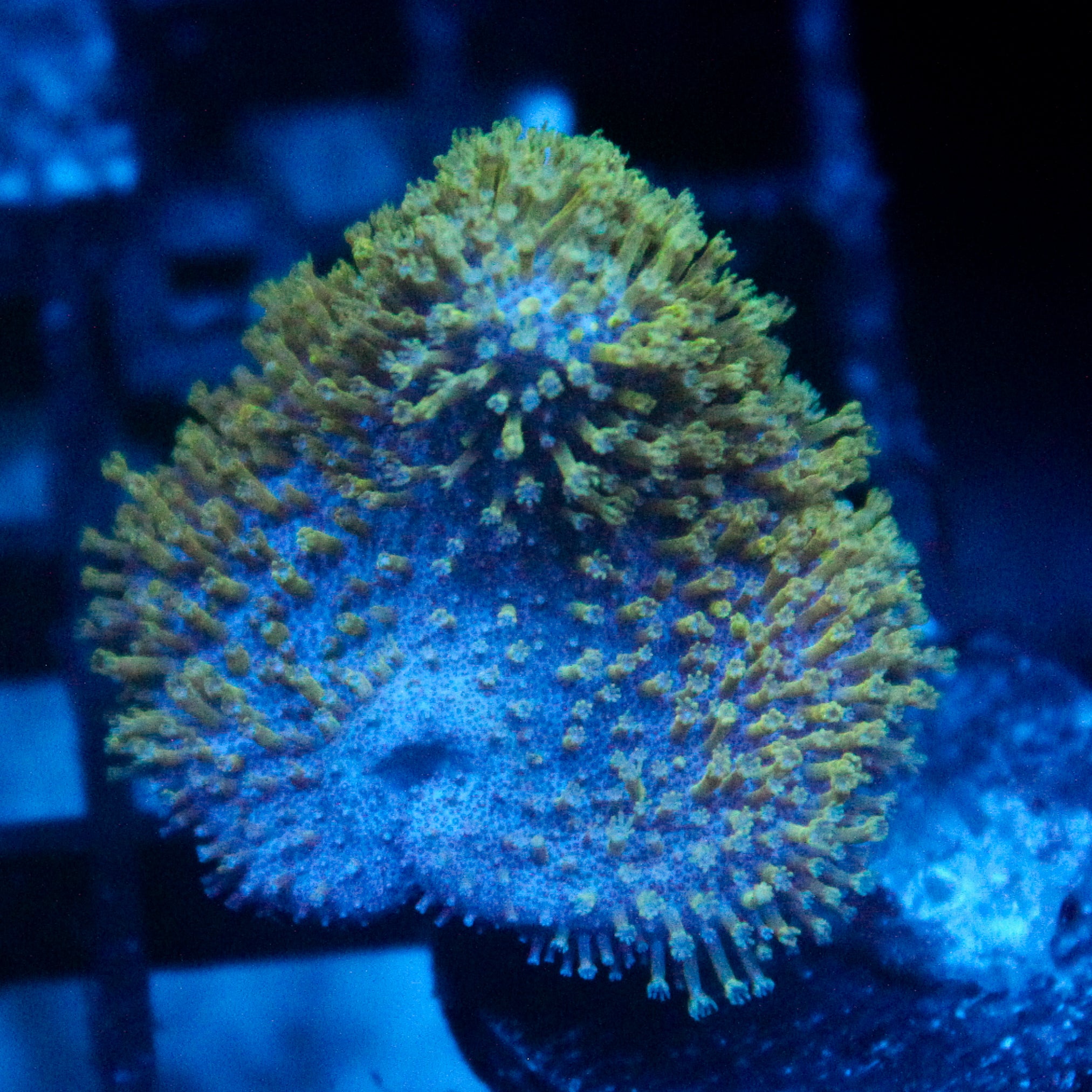 JC Crinkle Toadstool
