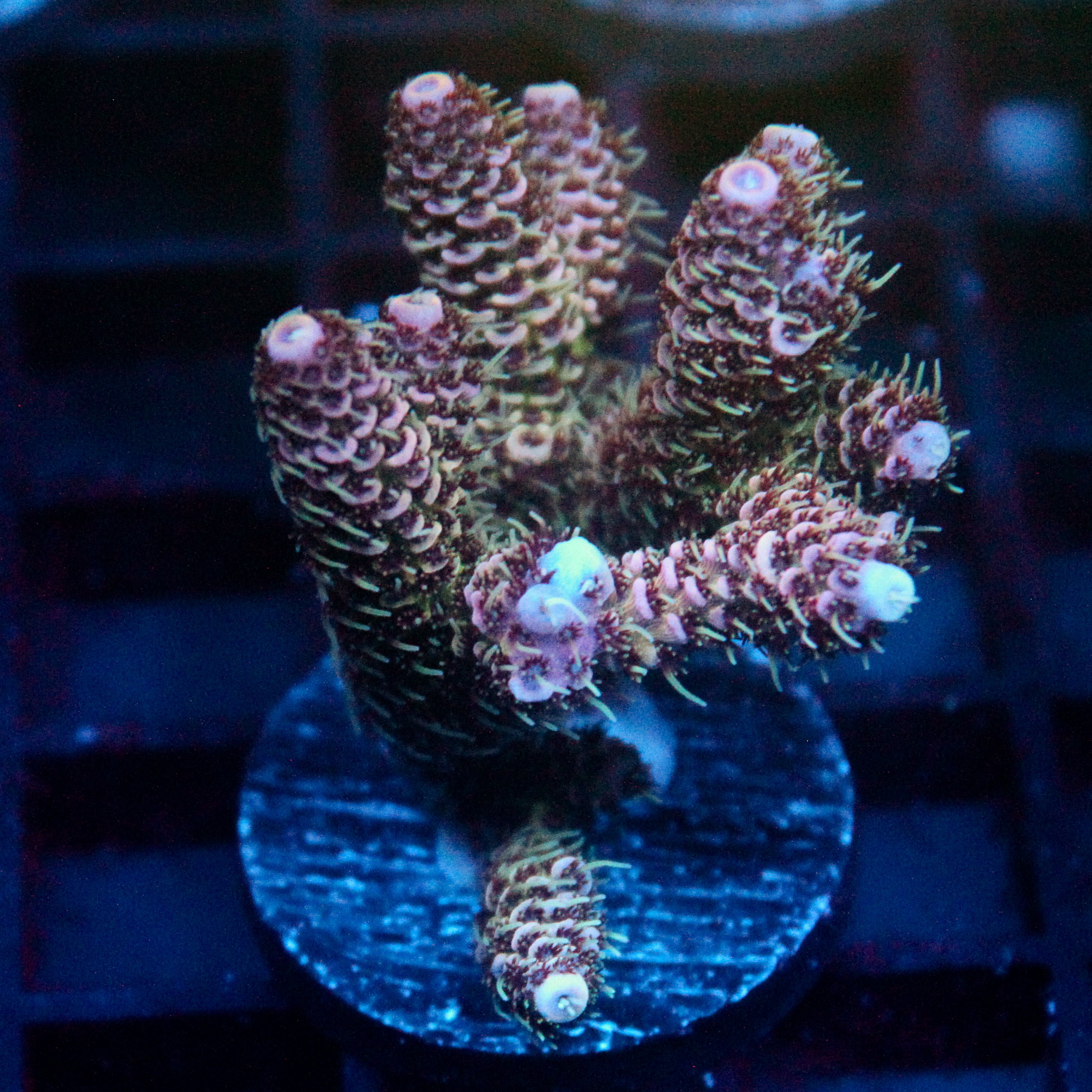 JC Enchantress Acro