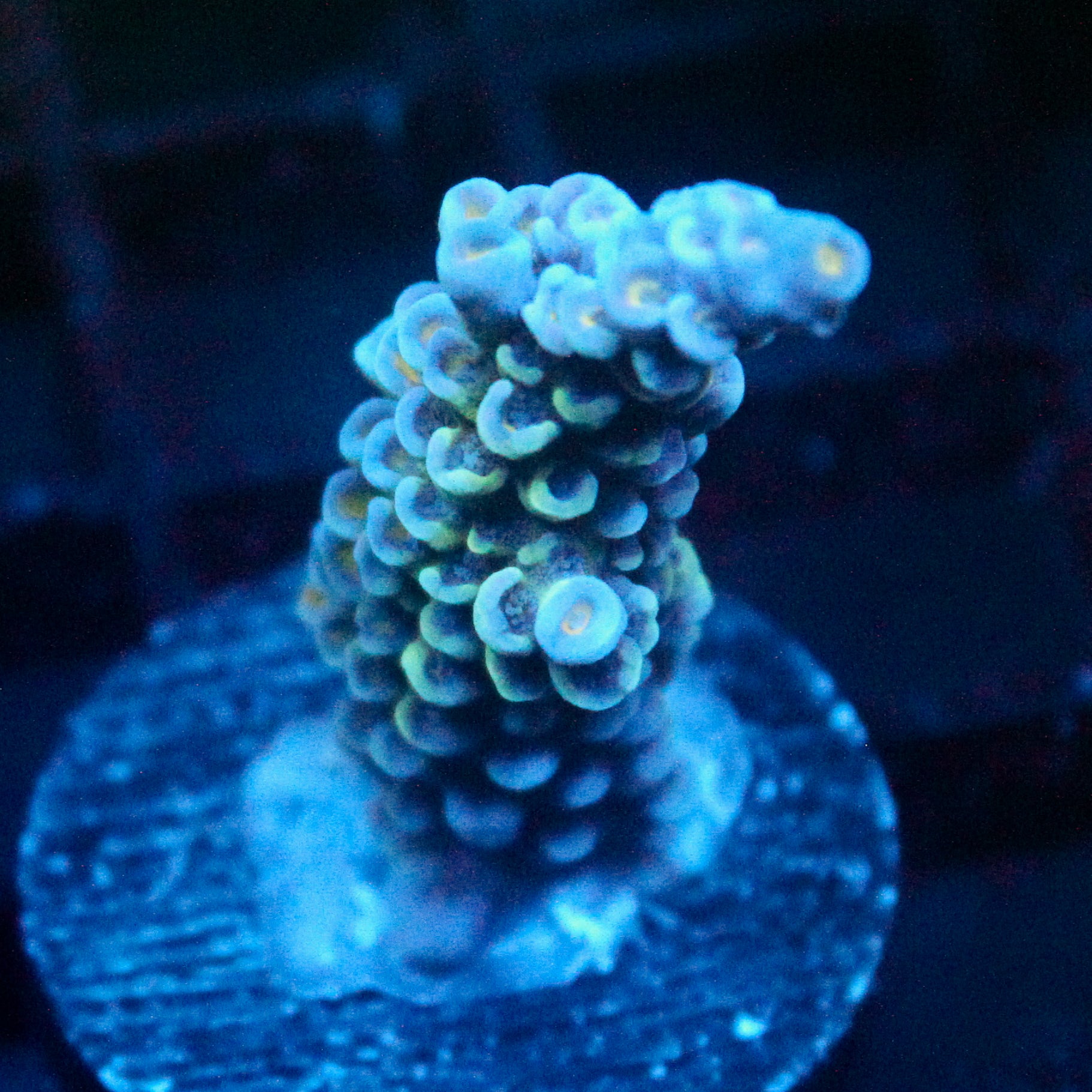 JC Blue Demon Acro