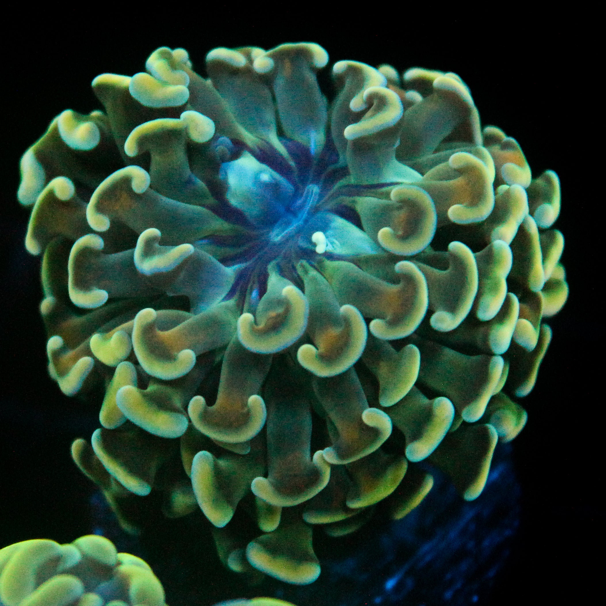 JC Blue Marble Hammer