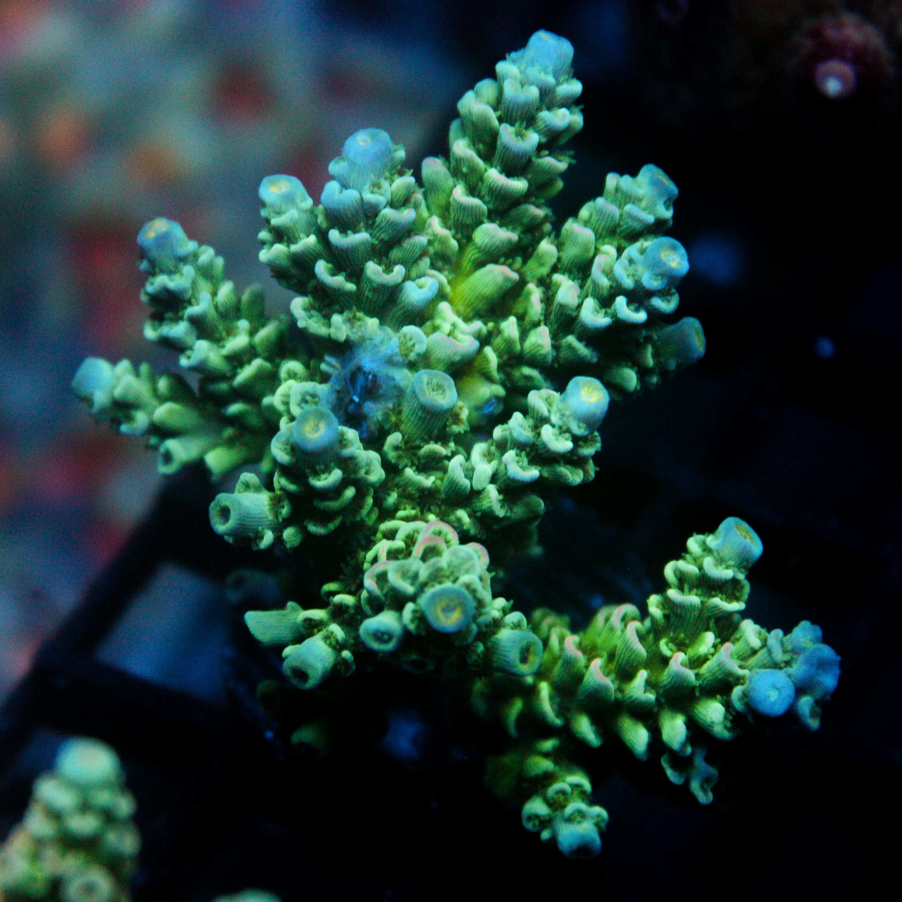 JC Green Demon Acro
