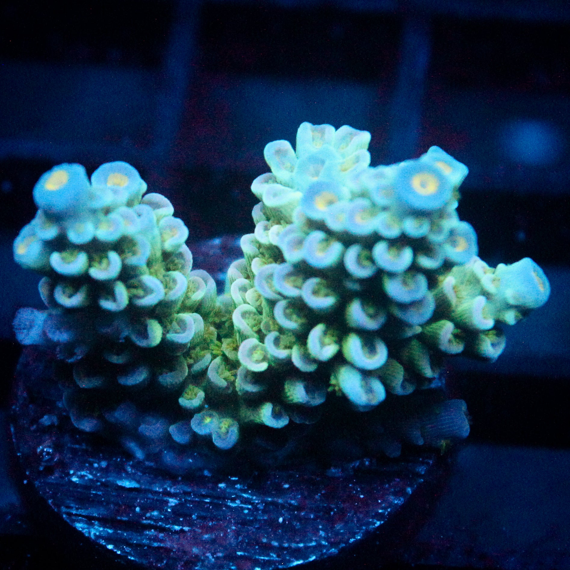 JC Blue Demon Acro