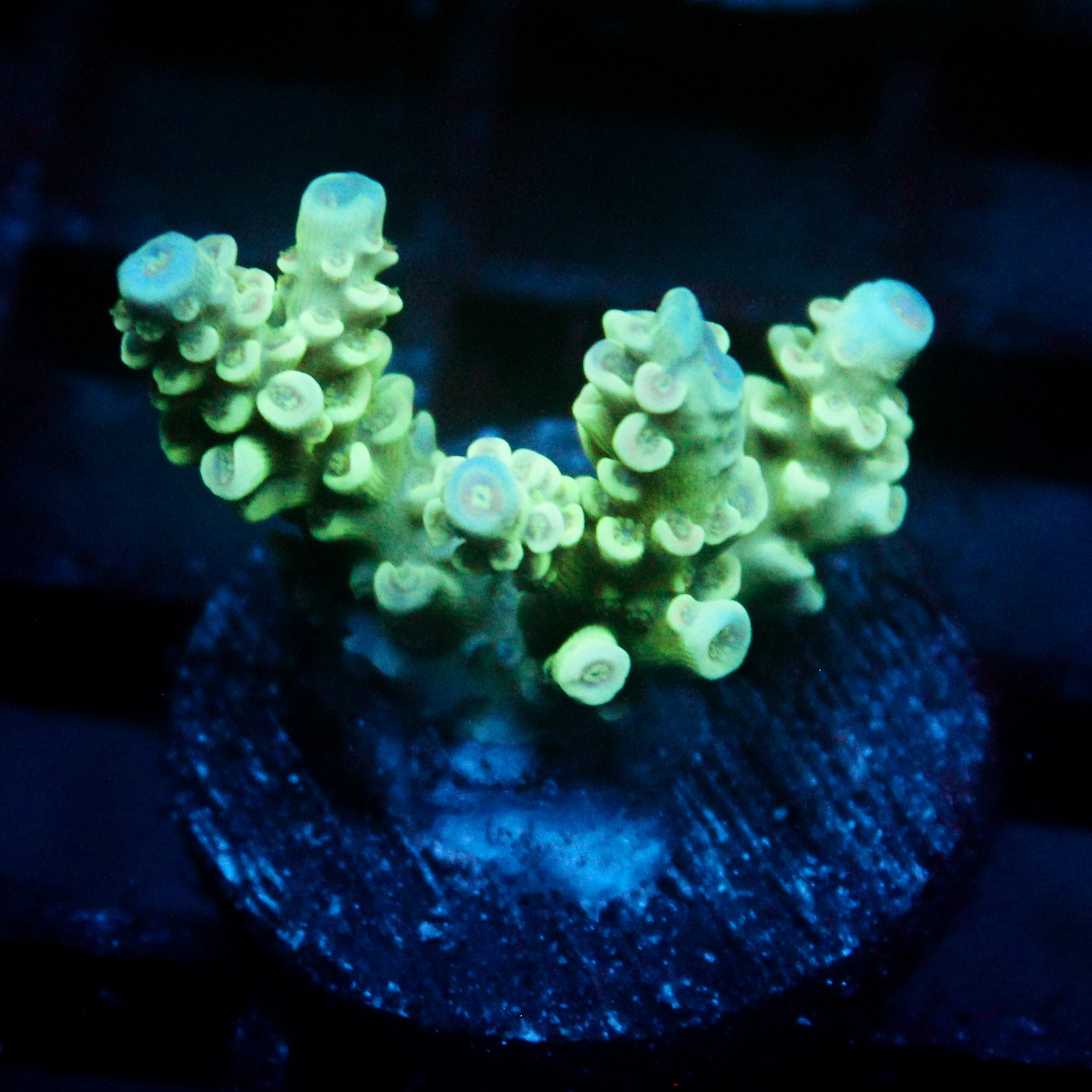 JC Green Furr Acro