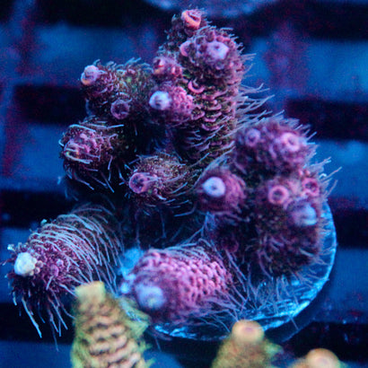 JC Purple Princess Acro