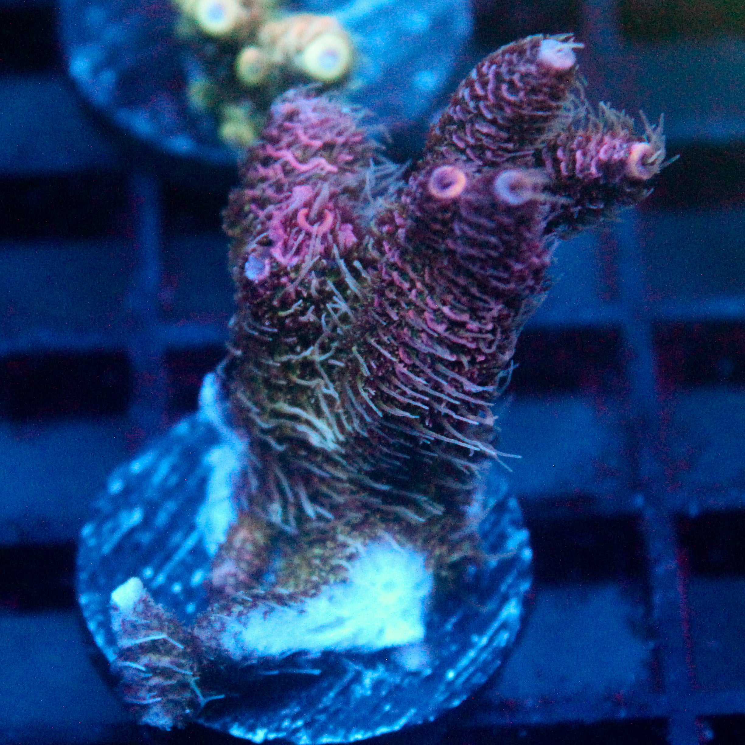 JC Enchantress Acro