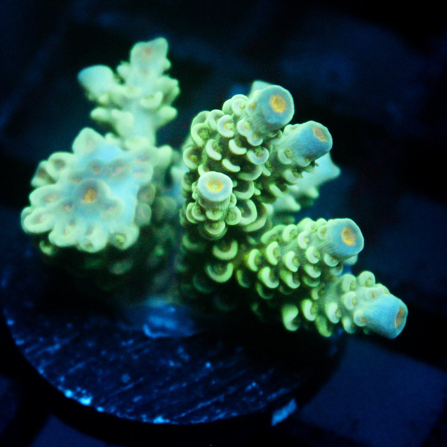 JC Green Demon Acro