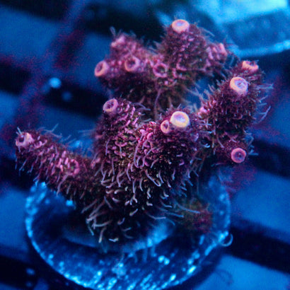 JC Purple Princess Acro