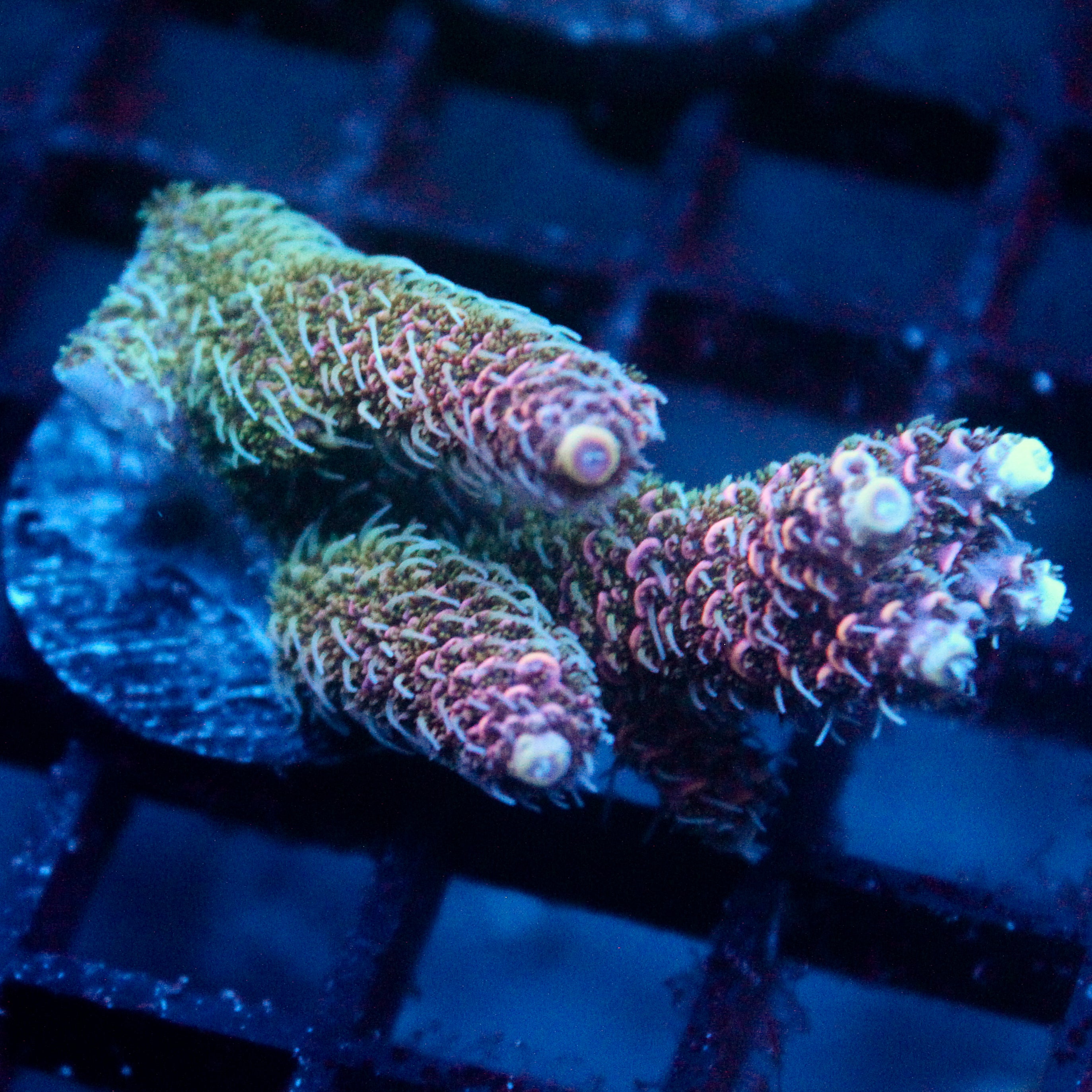 JC Enchantress Acro