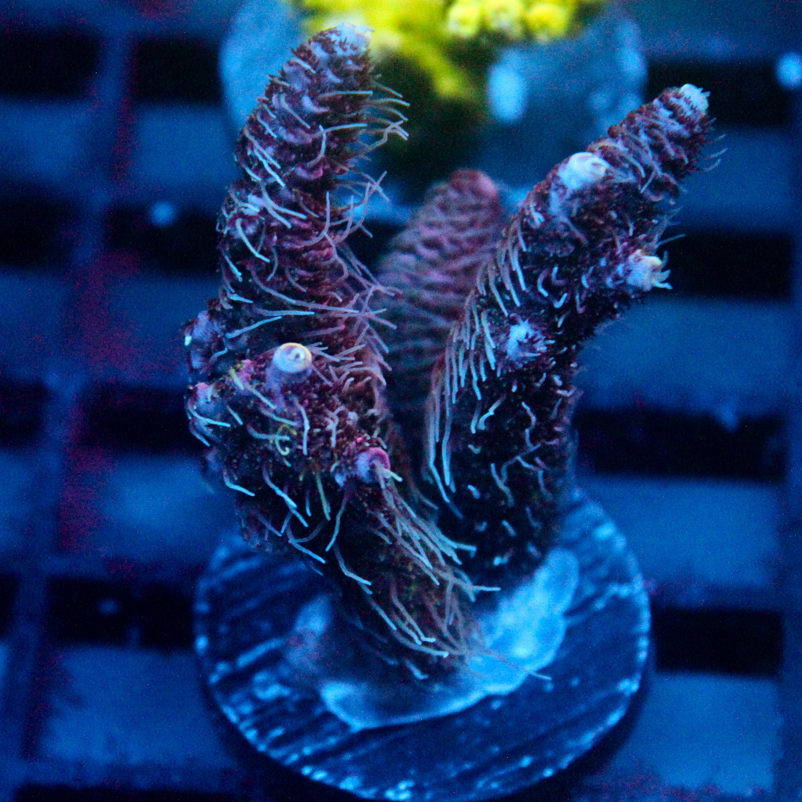 JC Purple Flux Acro