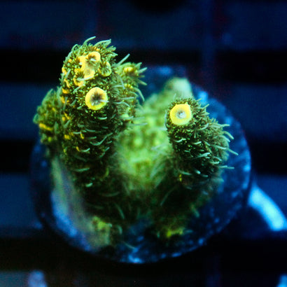 JC Tropical Fever Acro