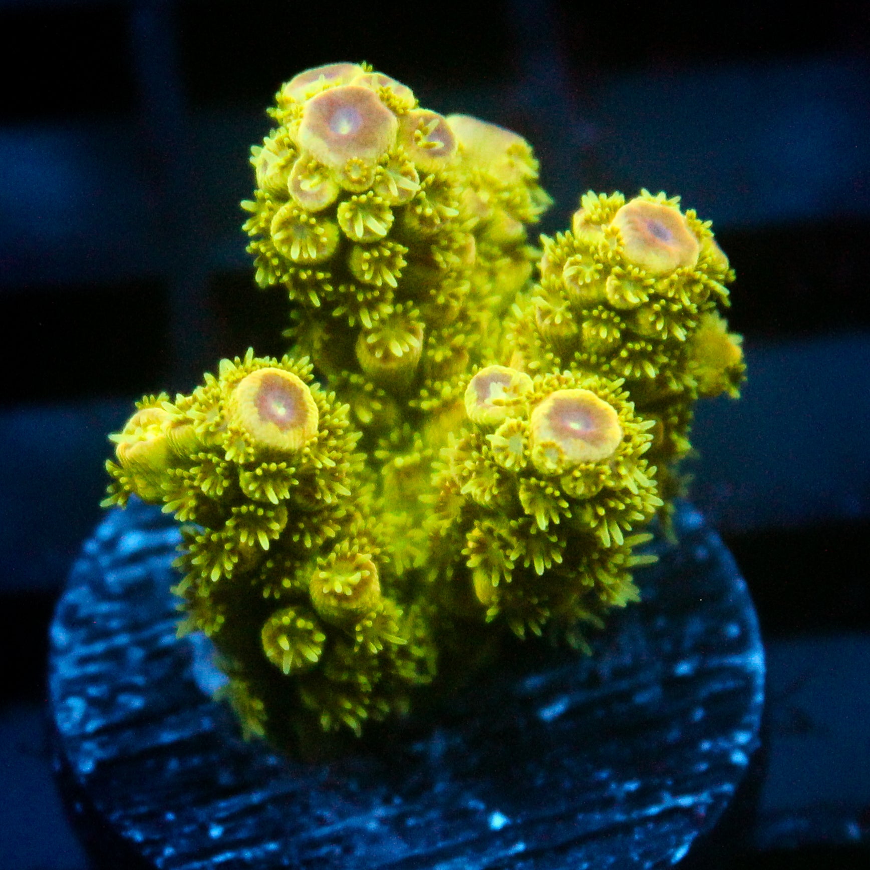 JC Electric Grove Acro