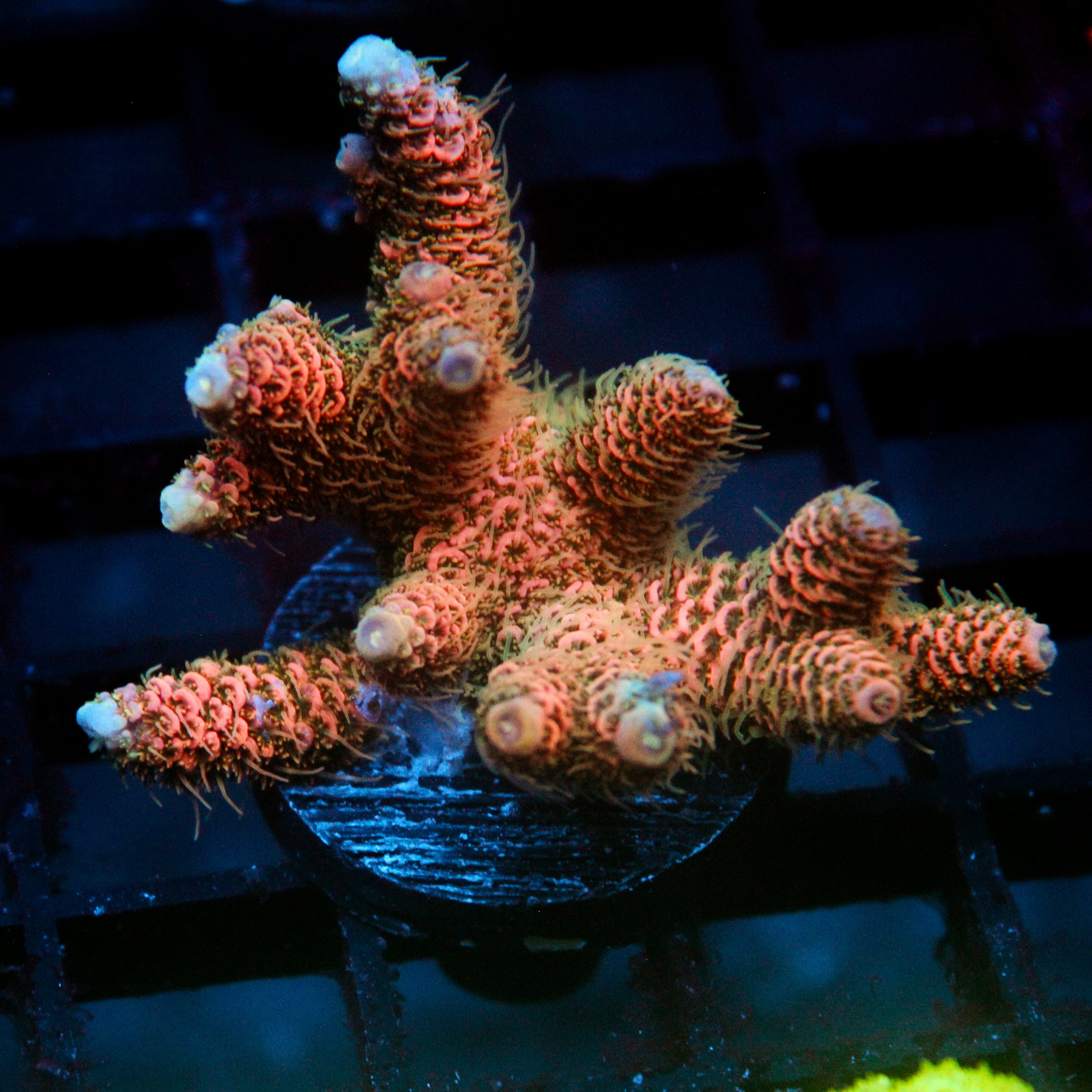 JC Cactus Cooler Acro