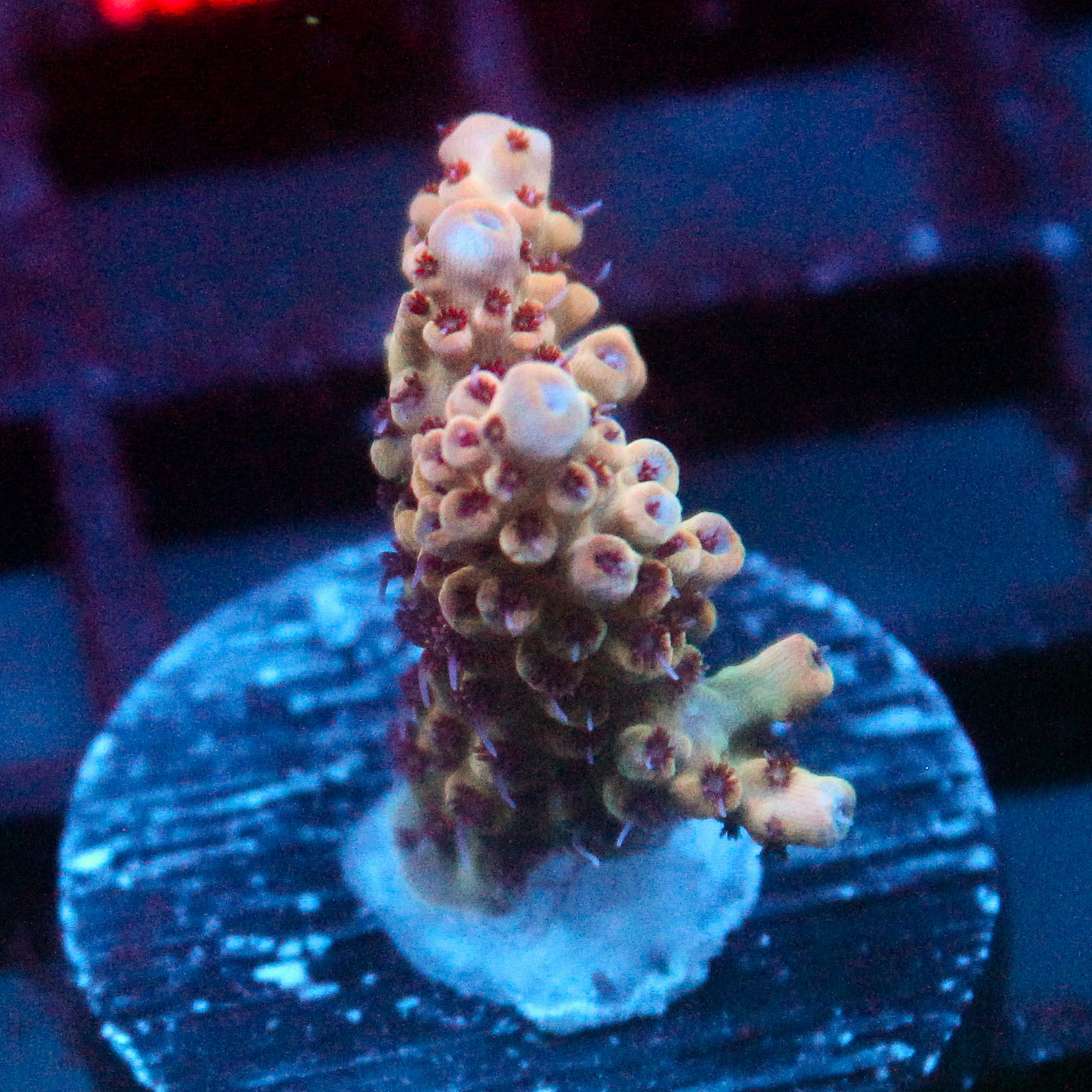 JC Pink Whisper Acro