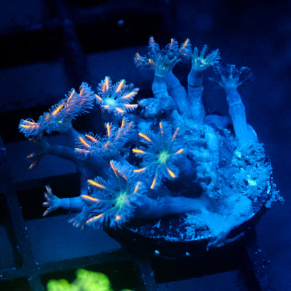 JC Orange Tip Clove Polyp