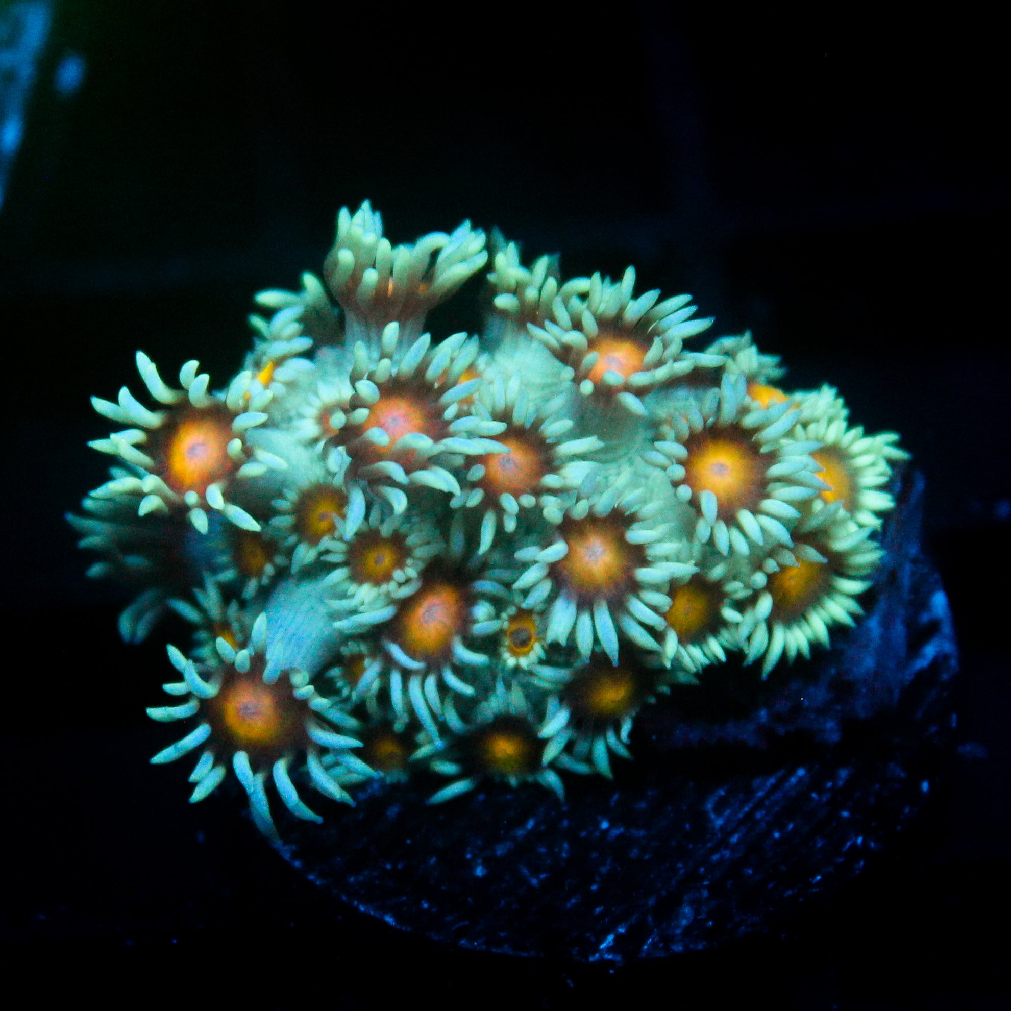JC Sunflower Goni