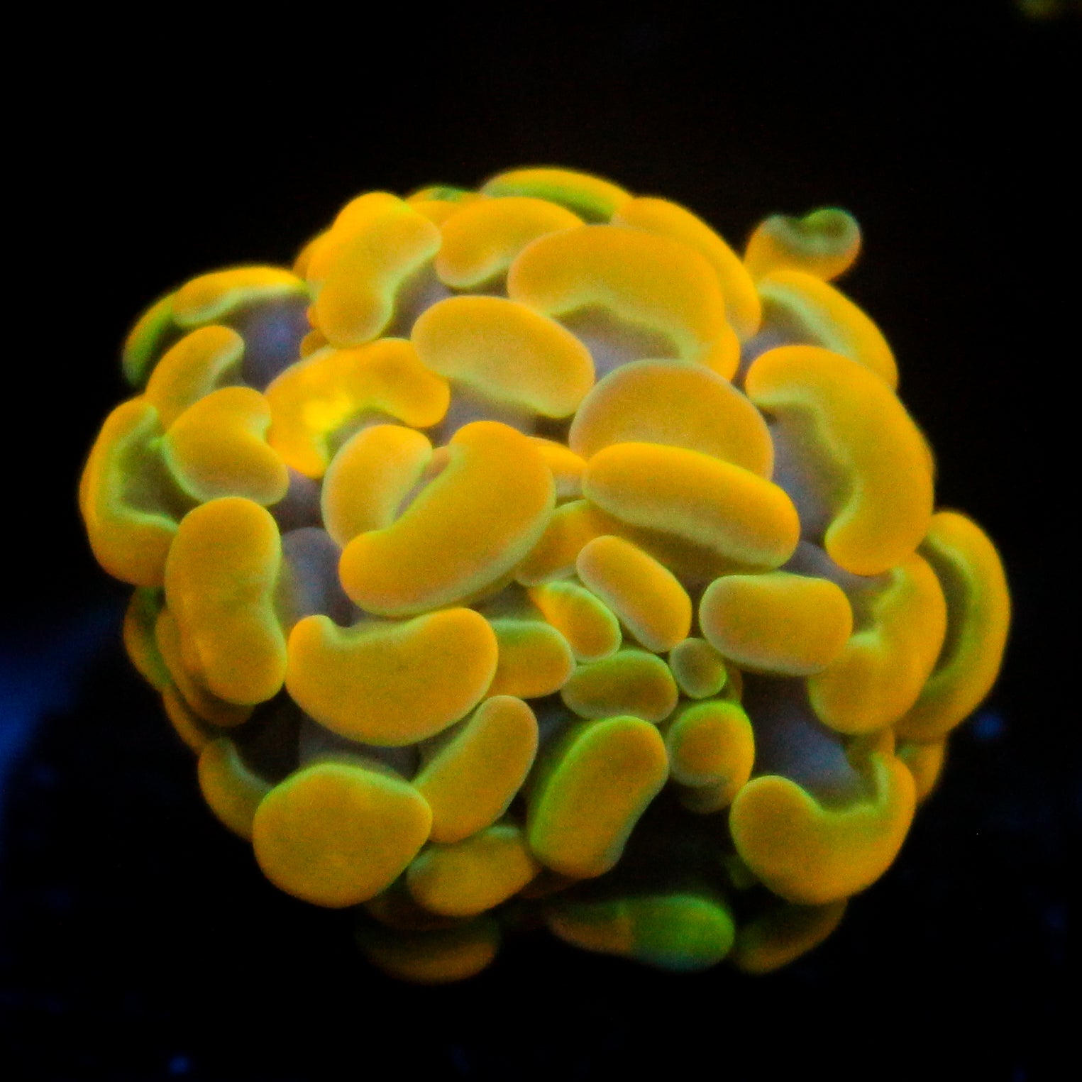 JC Rainbow Gold Hammer