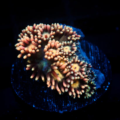 JC Peach Petals Goni