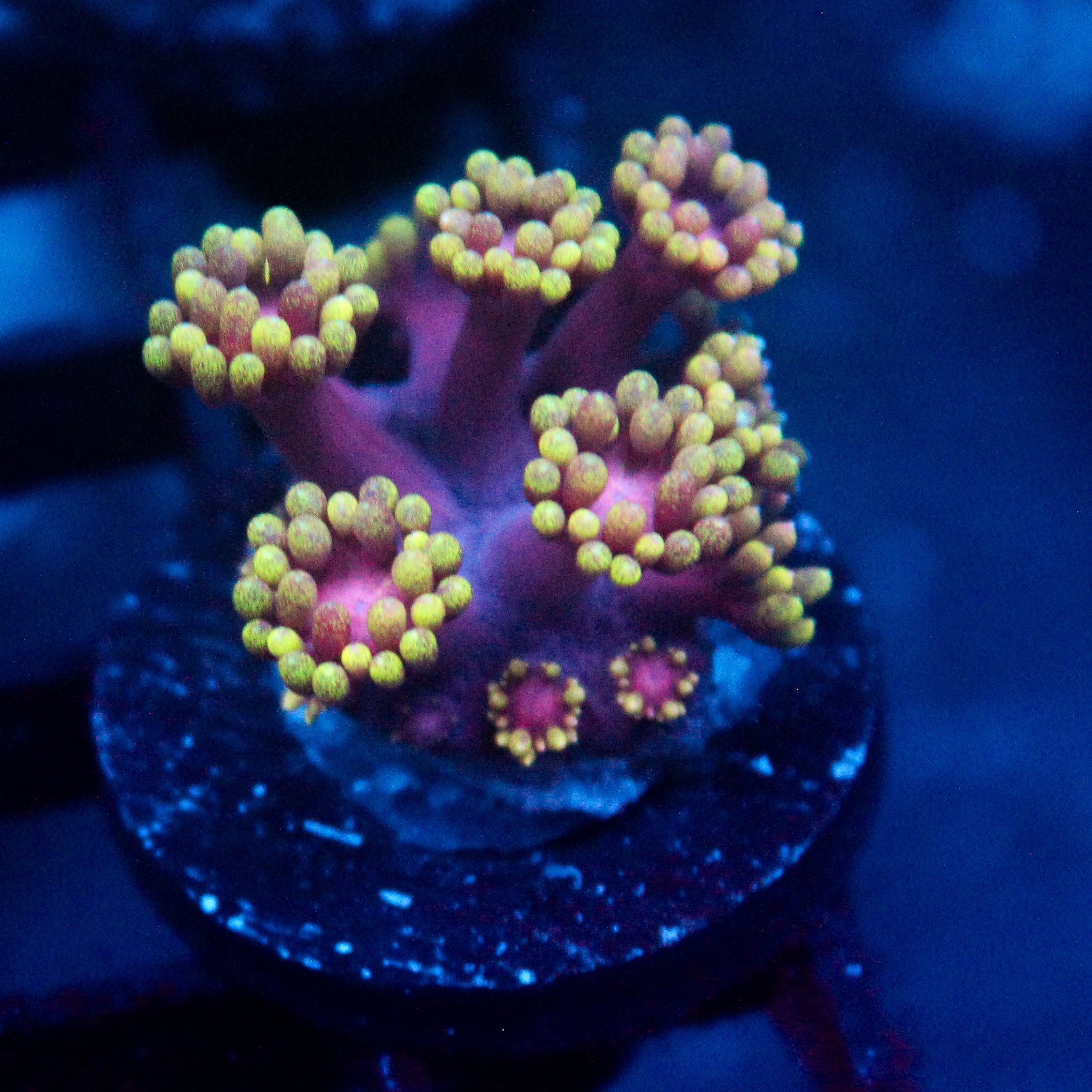 JC Tentacool Goni