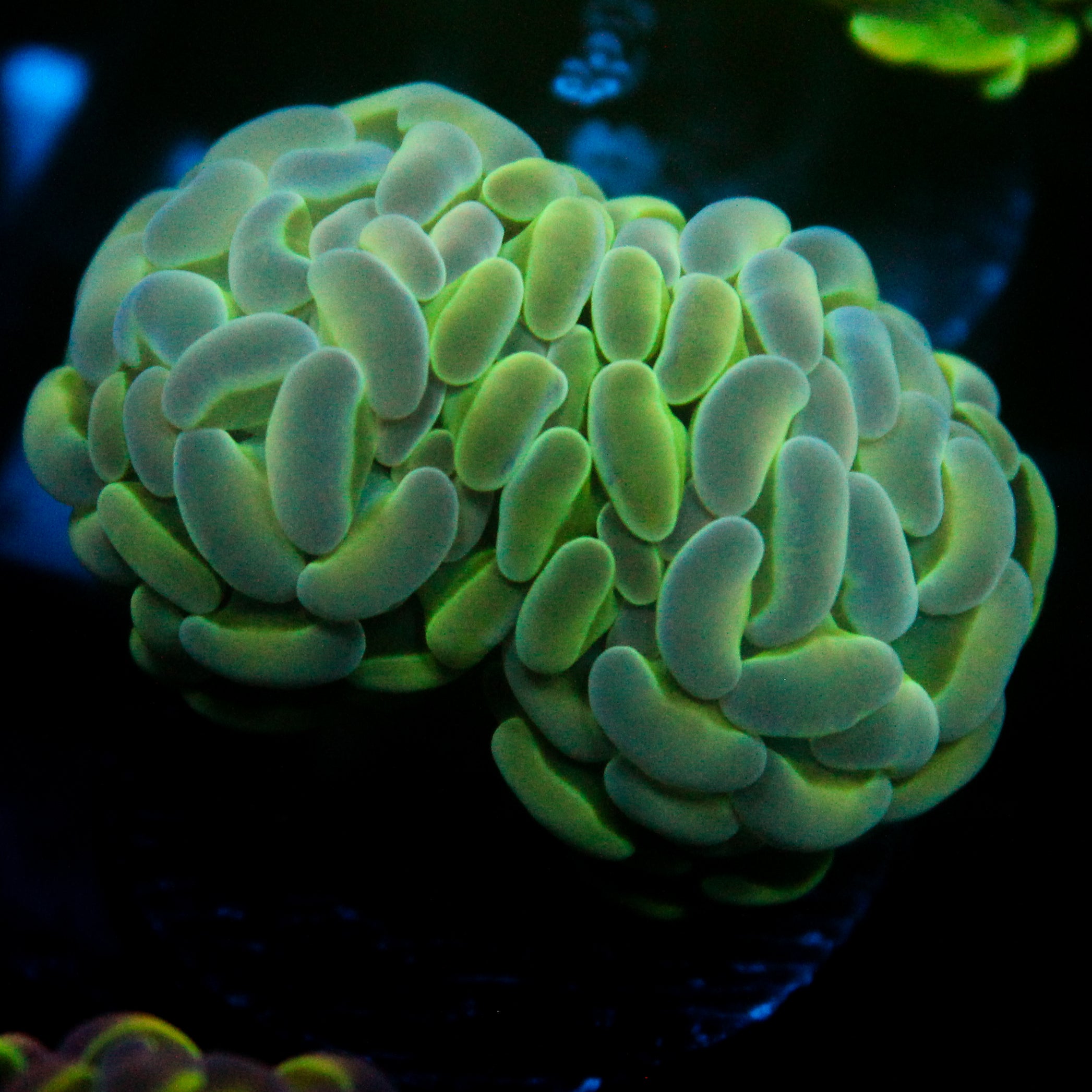 JC Alien Glow Hammer