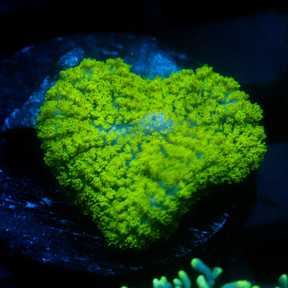 JC Neon Green Rhodactis