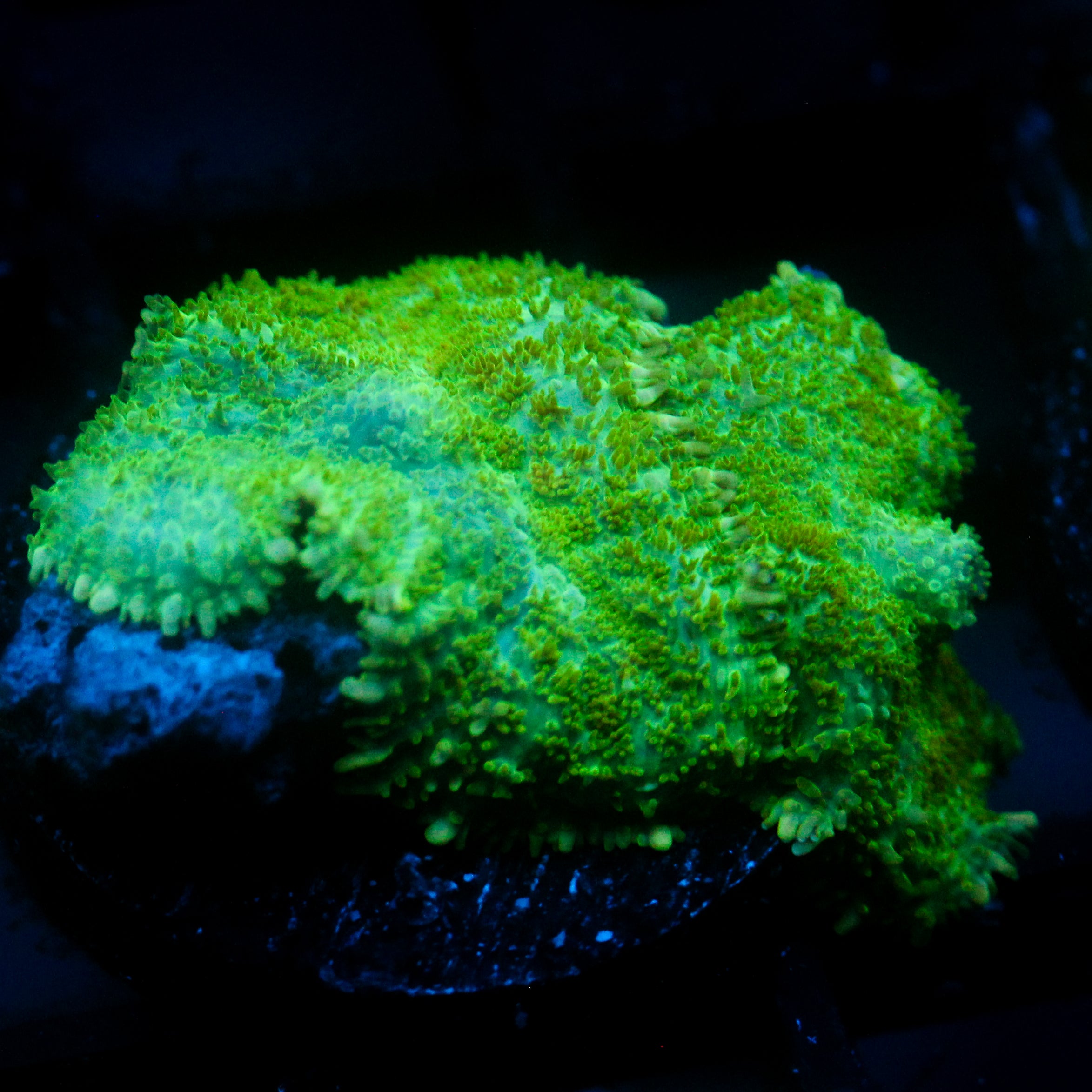 JC Lush Mesa Rhodactis