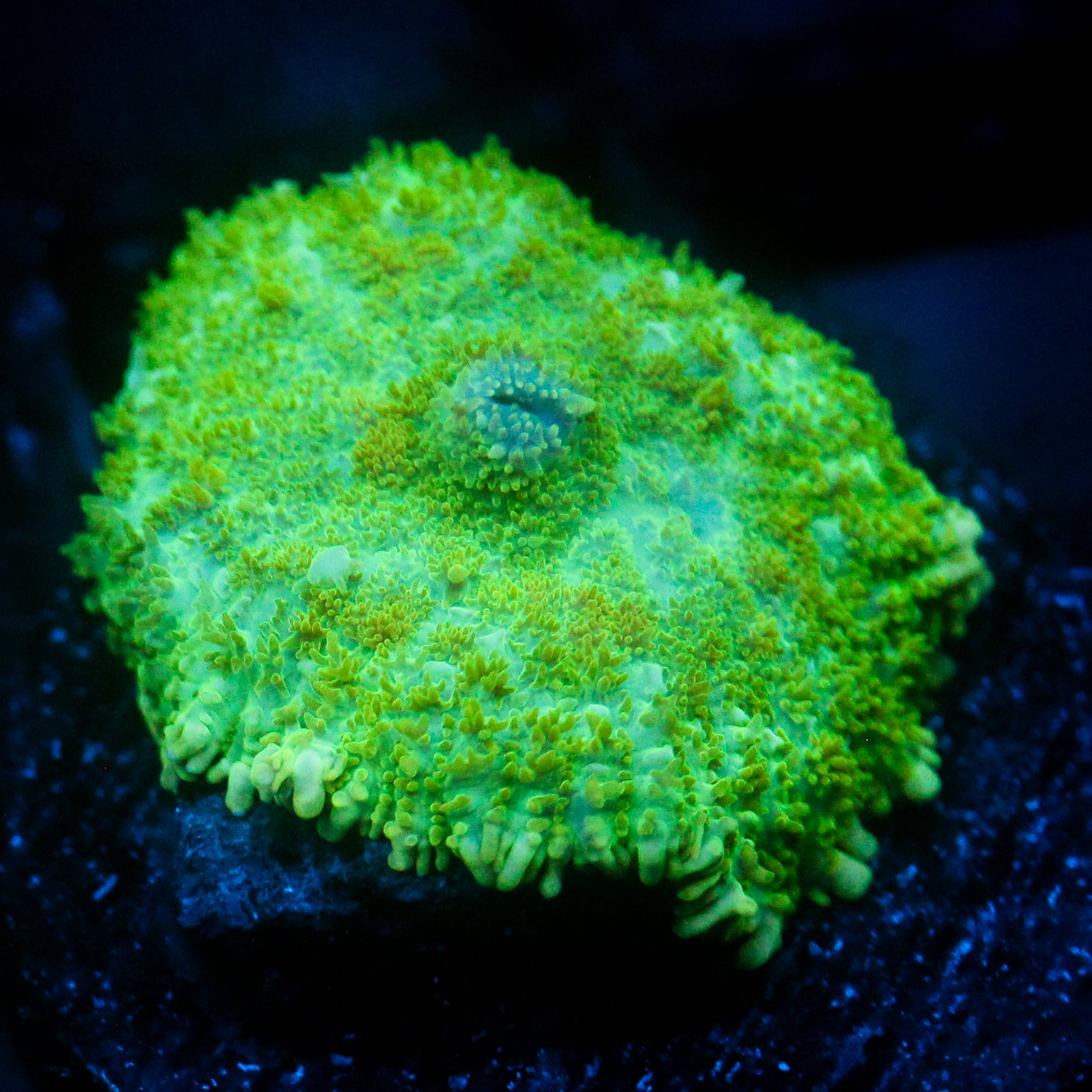 JC Lush Mesa Rhodactis