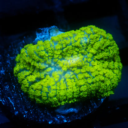 JC Neon Green Rhodactis