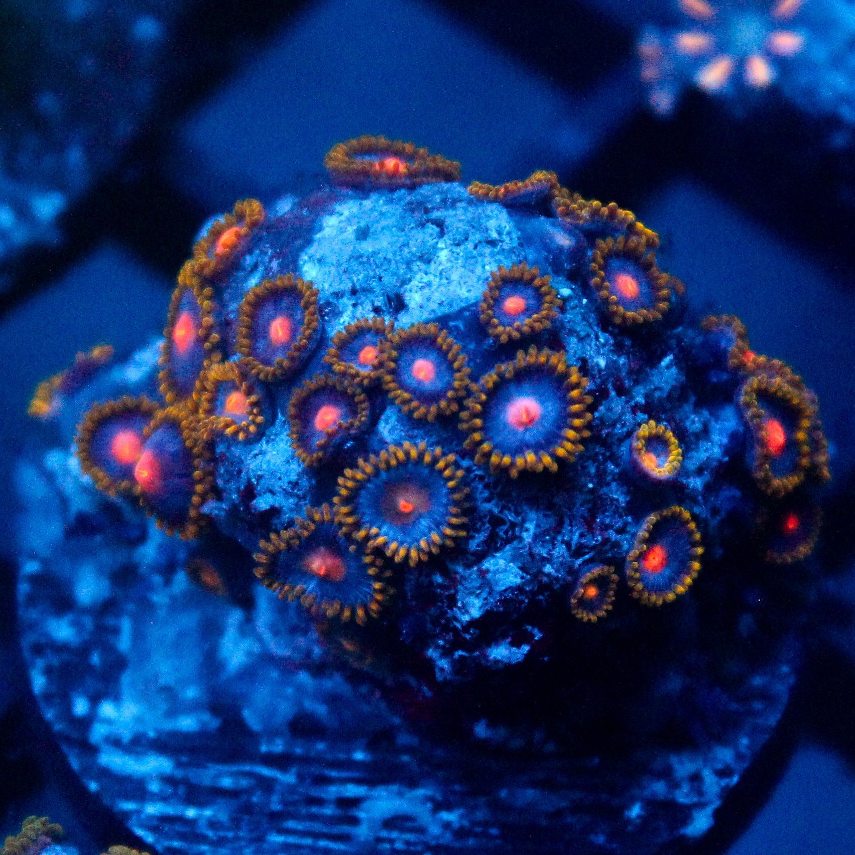 JC Gold Burn Zoanthid