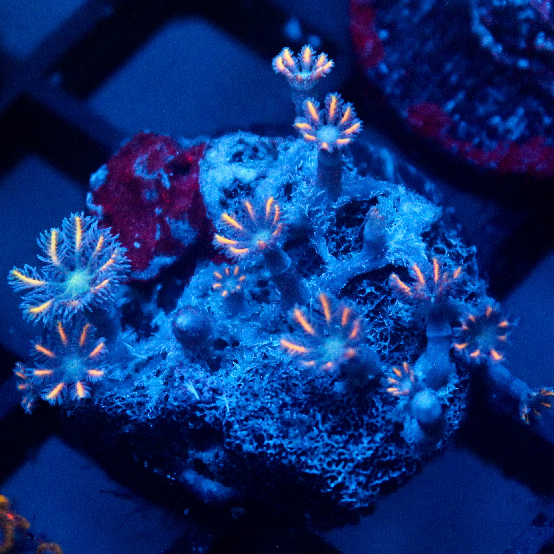 JC Orange Tip Clove Polyp