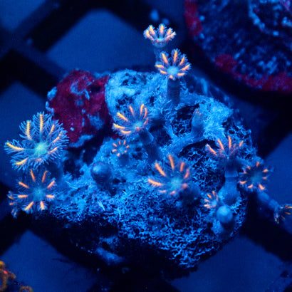 JC Orange Tip Clove Polyp