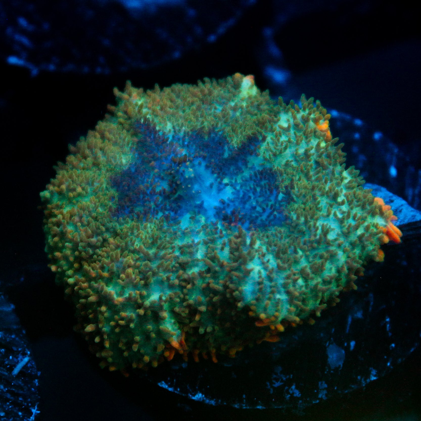 JC Cuprum Calamity Rhodactis