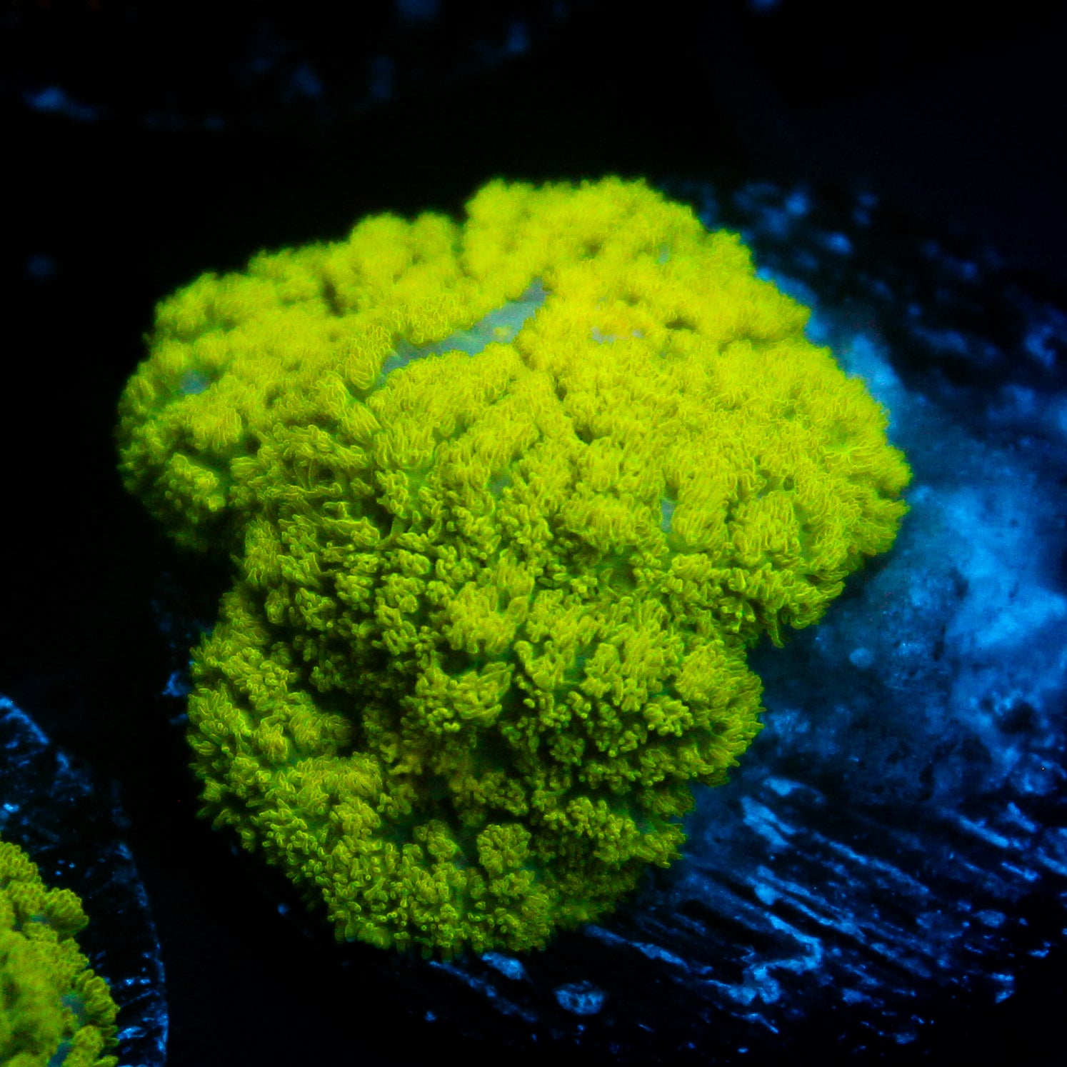 JC Neon Green Rhodactis