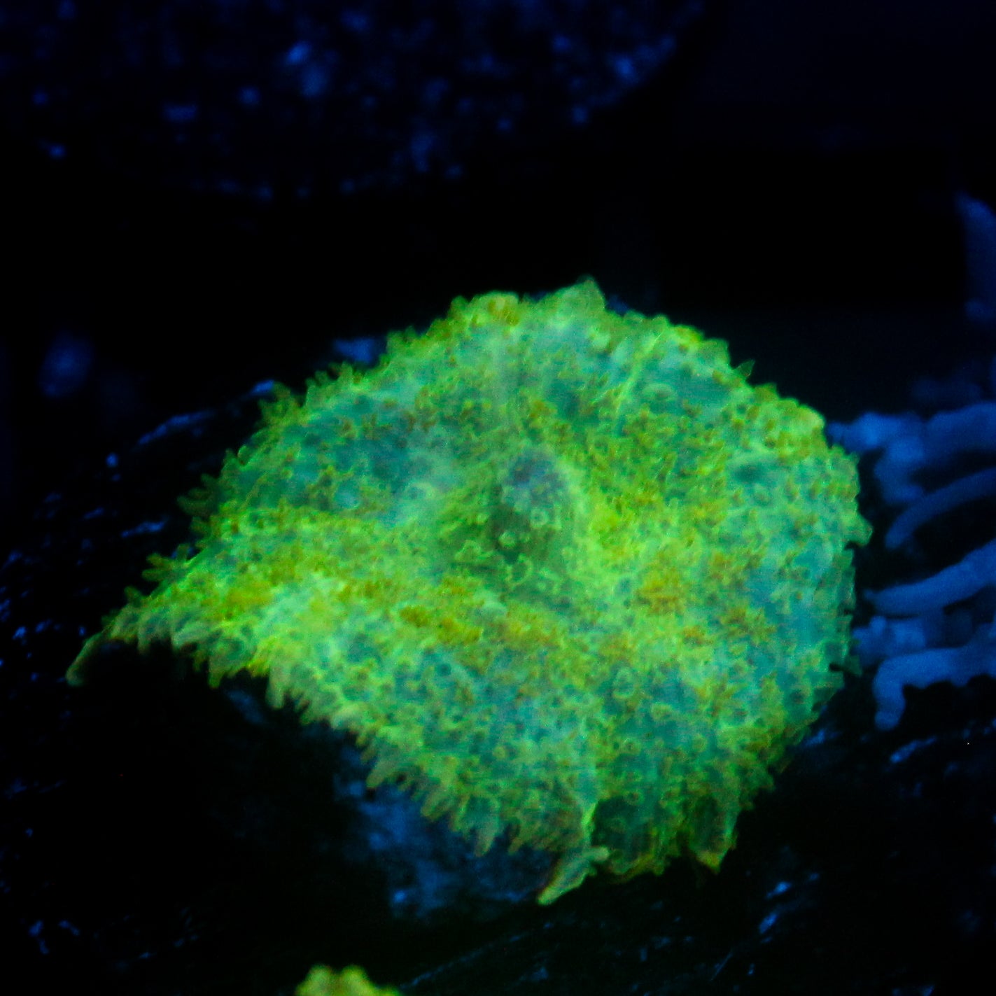 JC Lush Biome Rhodactis