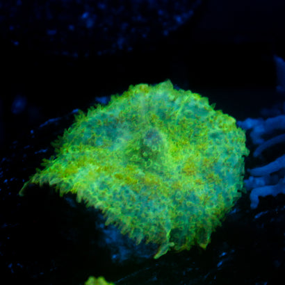 JC Lush Biome Rhodactis