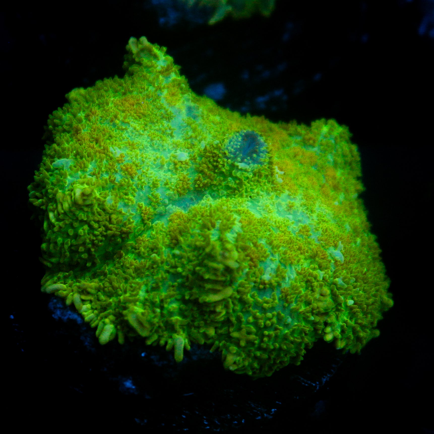 JC Lush Biome Rhodactis