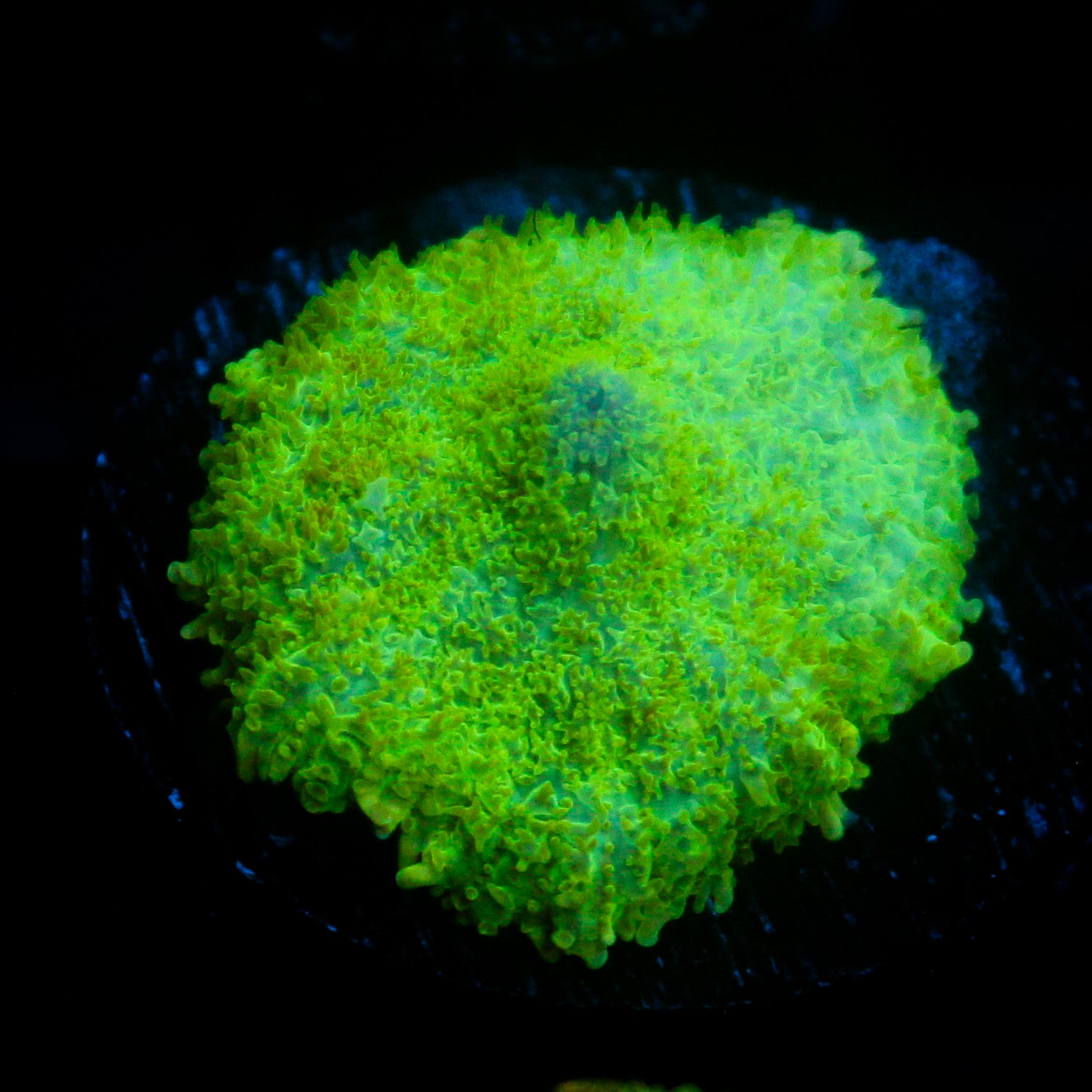 JC Lush Biome Rhodactis