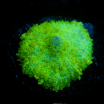 JC Lush Biome Rhodactis