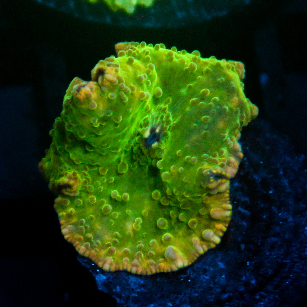 JC Devils Haze Discosoma