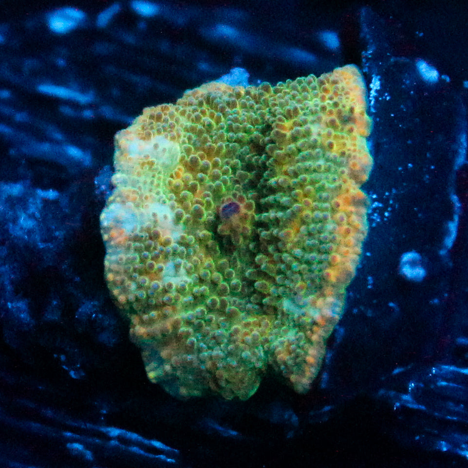 JC Marble Discosoma