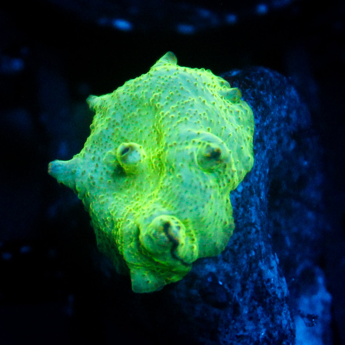 JC Cherenkov Radiation Discosoma